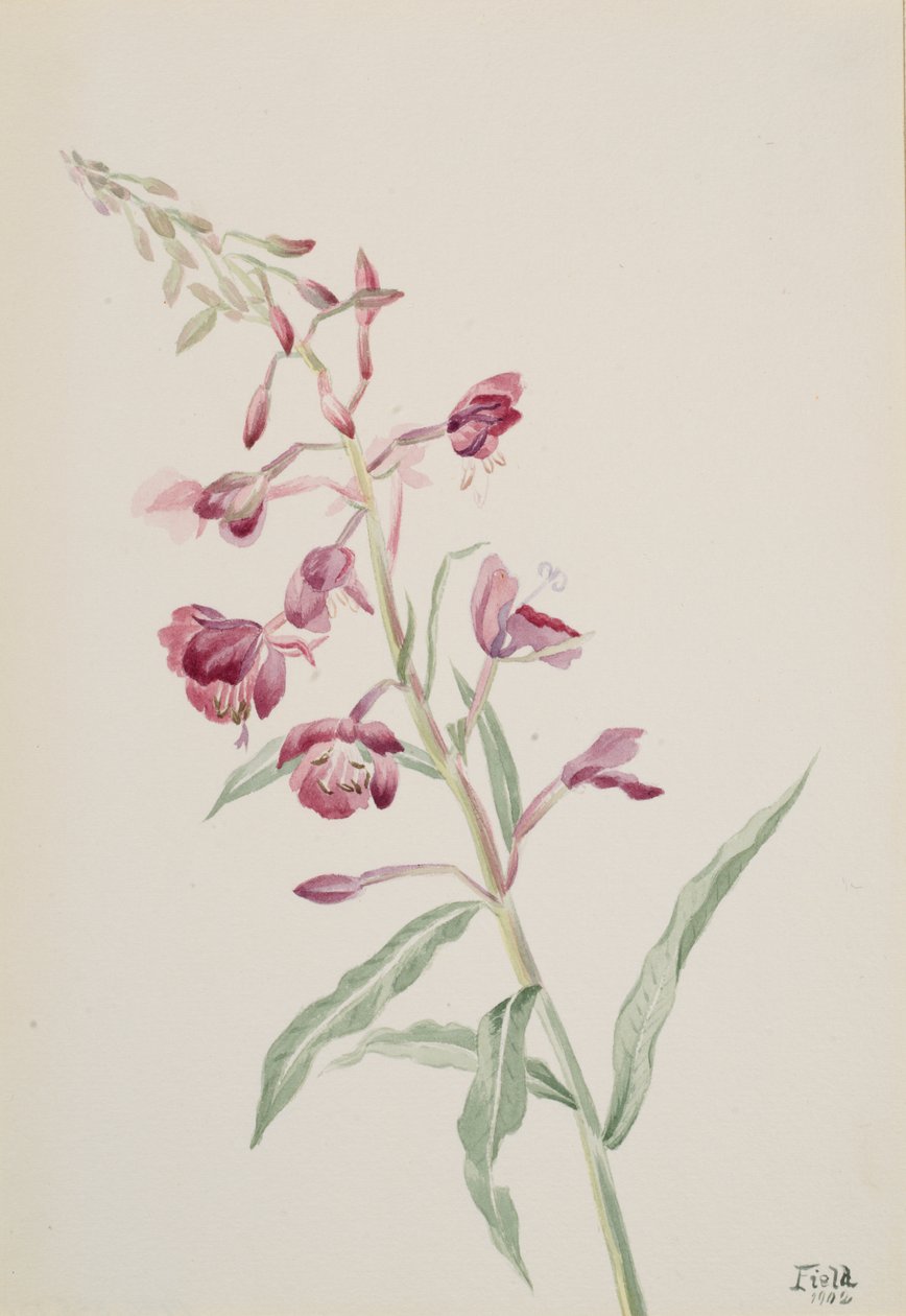 Fireweed Epilobium angustifolium, 1902. de Mary Vaux Walcott