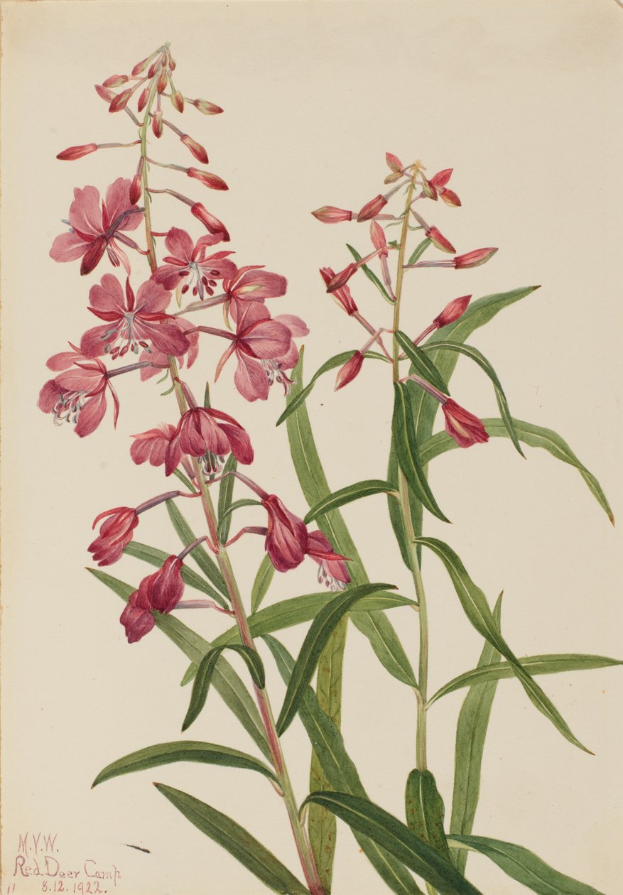 Fireweed Epilobium angustifolium, 1922. de Mary Vaux Walcott