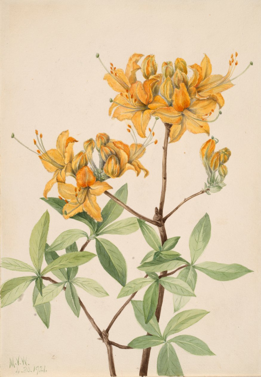 Chama Azalea Azalea lutea, 1921. de Mary Vaux Walcott