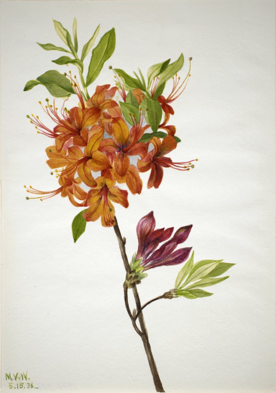 Flame Azalea Rhododendron speciosum, 1938. de Mary Vaux Walcott