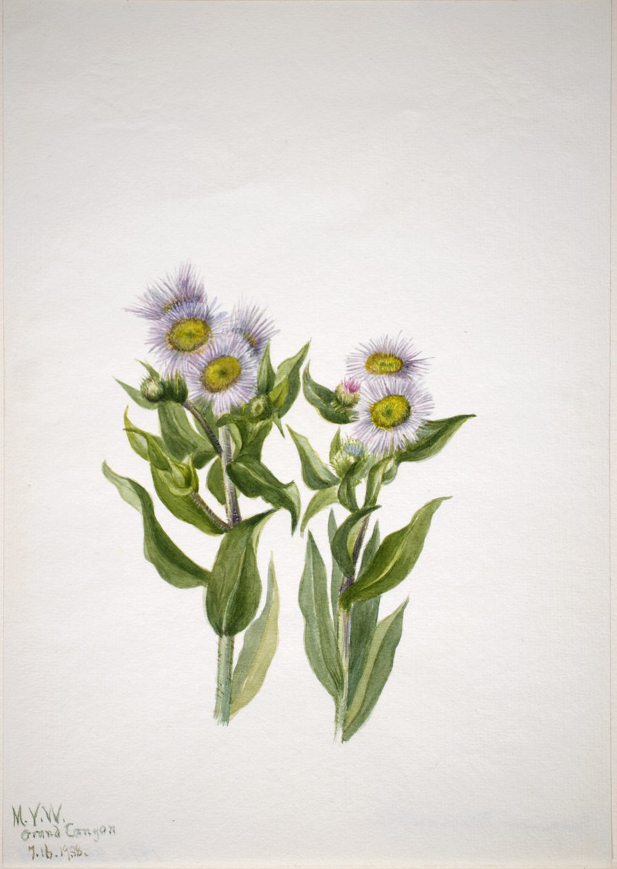 Erva-doce (Erigeron macranthus) de Mary Vaux Walcott