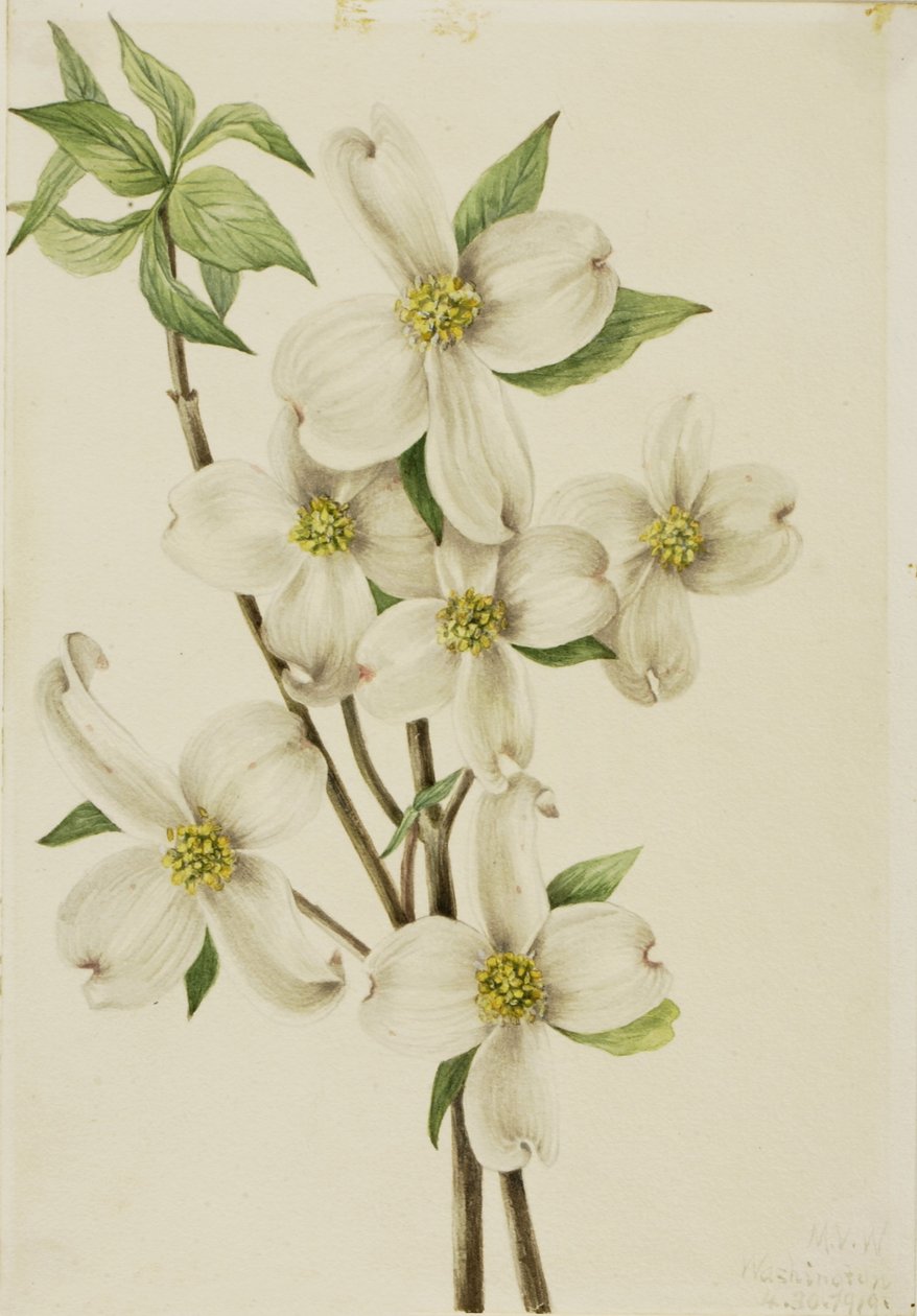 Cornus florida (Cornus florida) de Mary Vaux Walcott