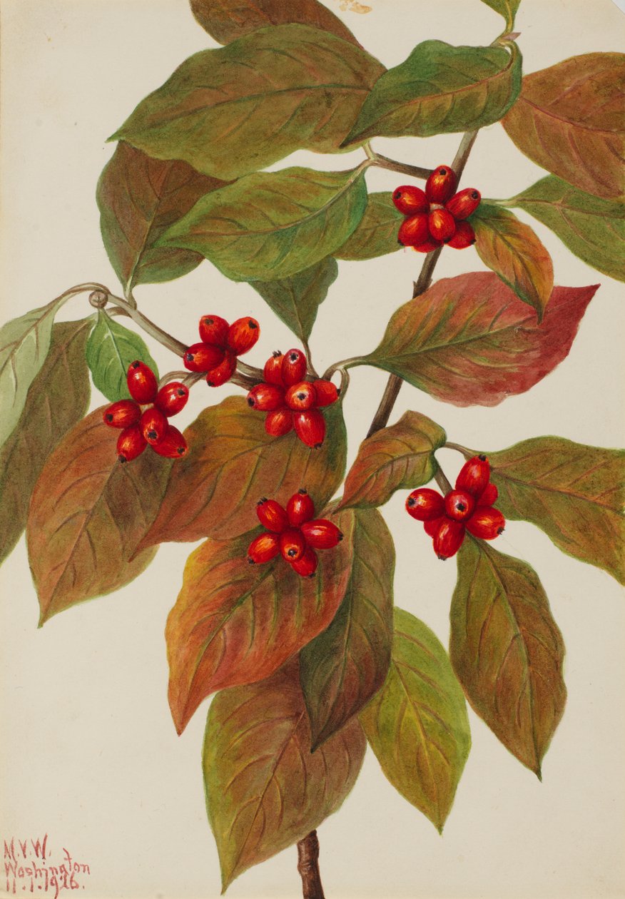 Flowering Dogwood Cornus florida, 1926. de Mary Vaux Walcott