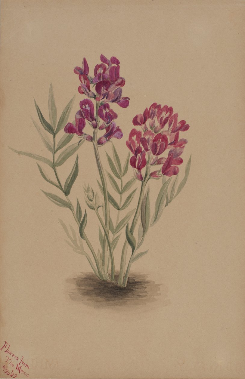 Flores da Mesa de Mary Vaux Walcott