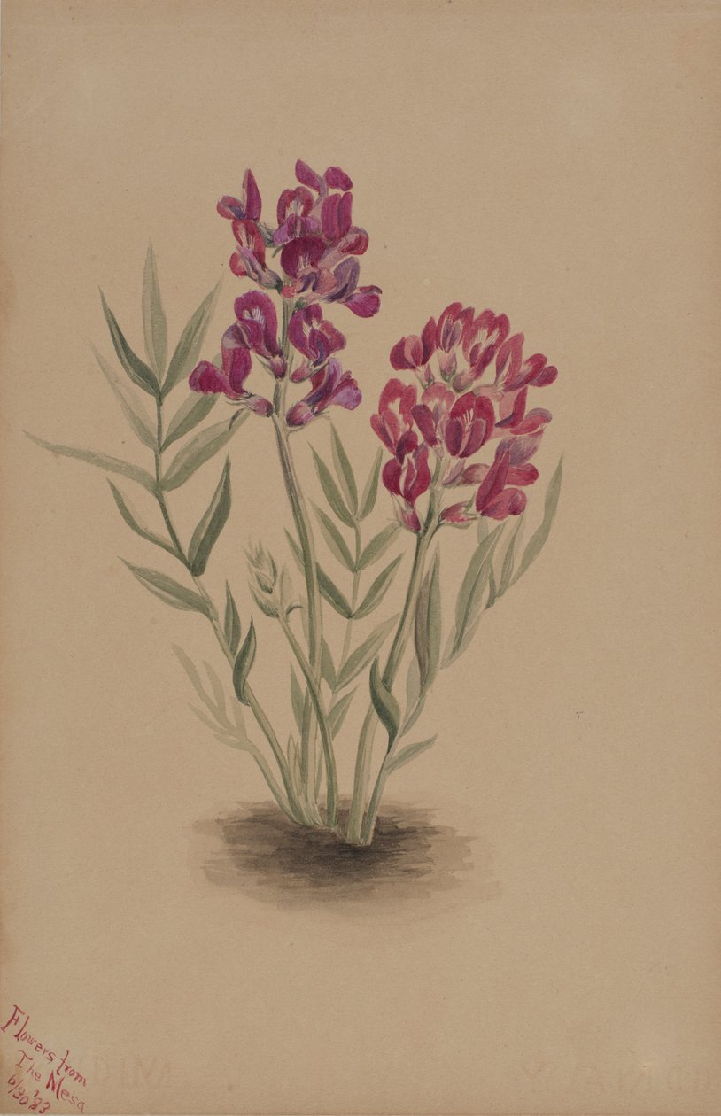 Flores da Mesa, 1883. de Mary Vaux Walcott