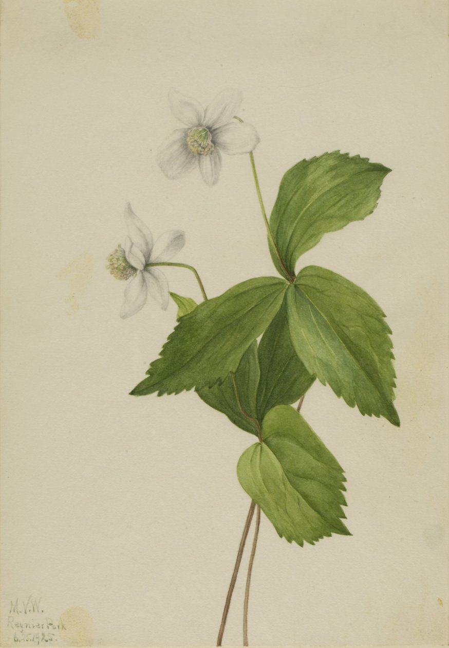 Anémona-da-floresta (Anemone deltoidea) de Mary Vaux Walcott