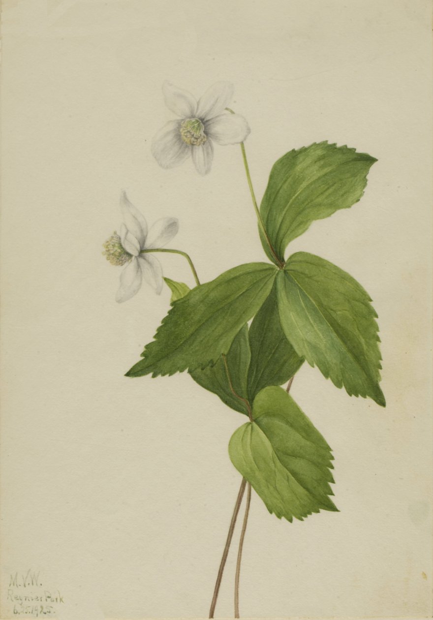 Forest Anemone Anemone deltoidea, 1925. de Mary Vaux Walcott
