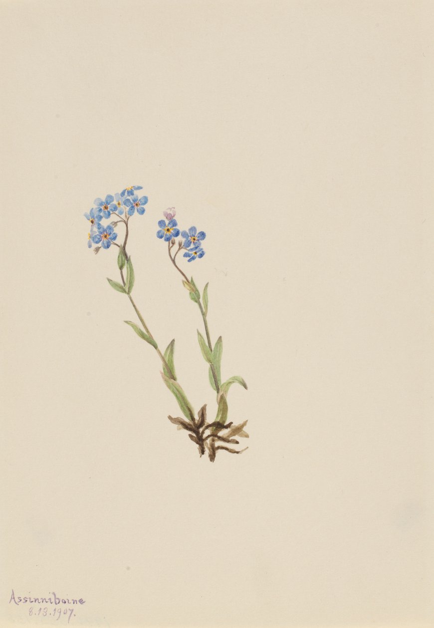 Não-me-esqueças (Myosotis alpestris) de Mary Vaux Walcott