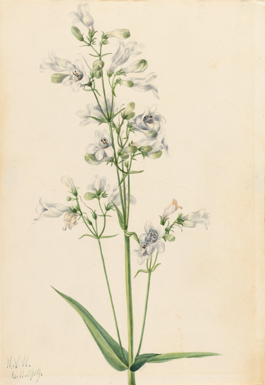 Foxglove Pentstemon Pentstemon digitalis, 1919. de Mary Vaux Walcott