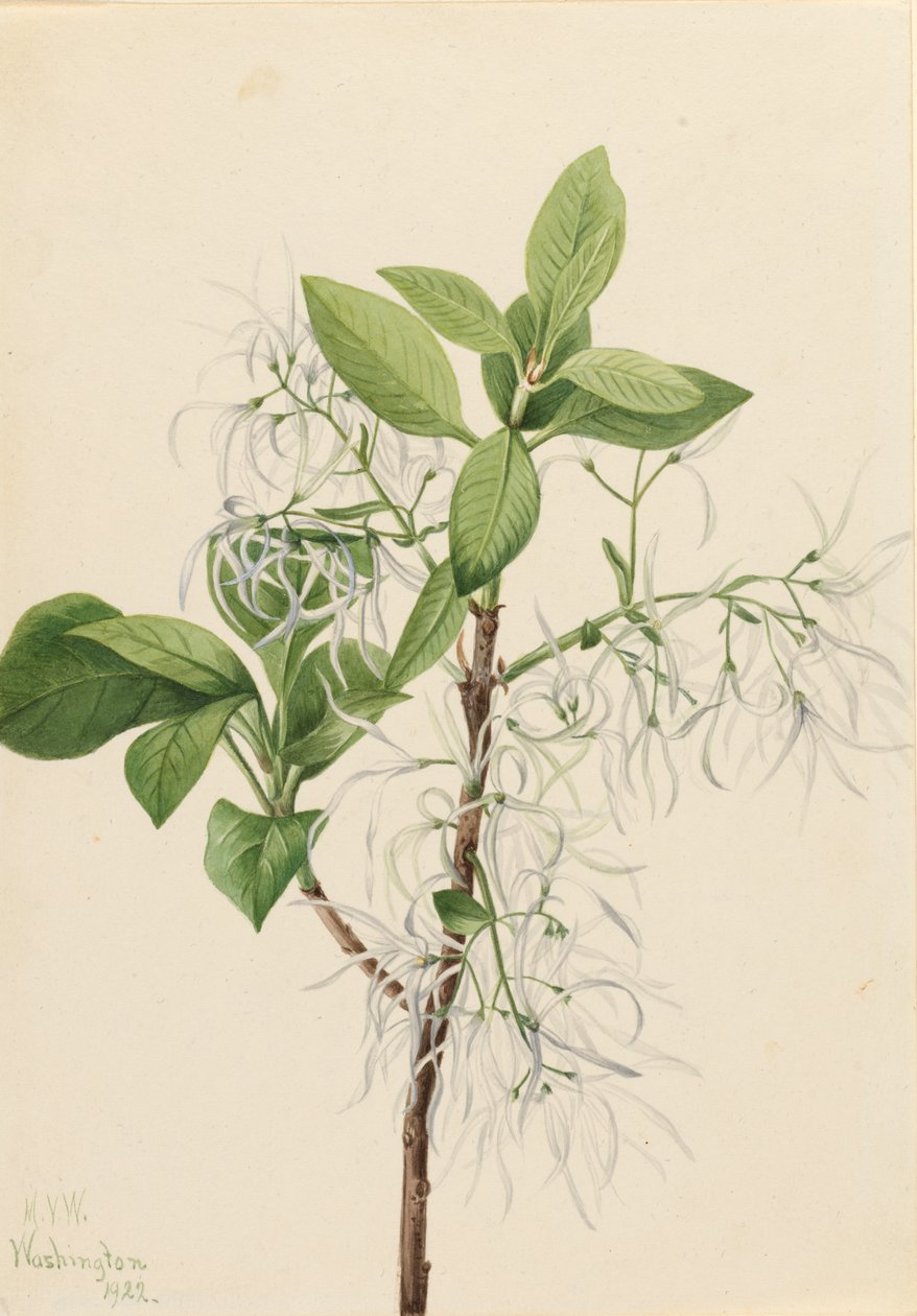 Fringe Tree Chionanthus virginica, 1922. de Mary Vaux Walcott