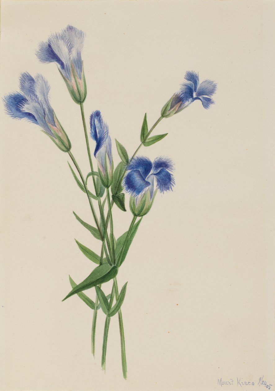 Genciana de franjas (Gentiana crinita) de Mary Vaux Walcott