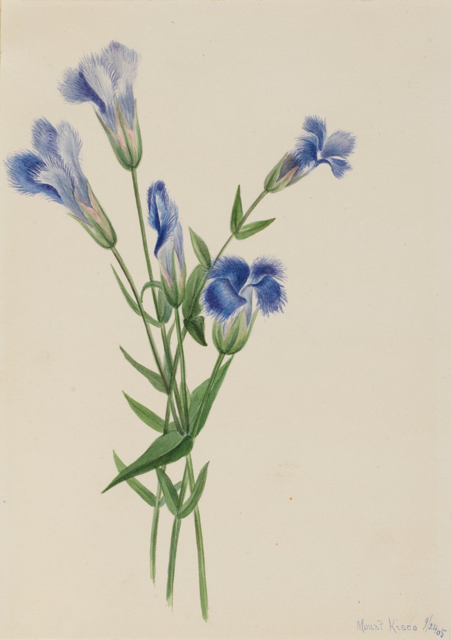 Genciana com franjas cometa Gentiana, 1905 de Mary Vaux Walcott