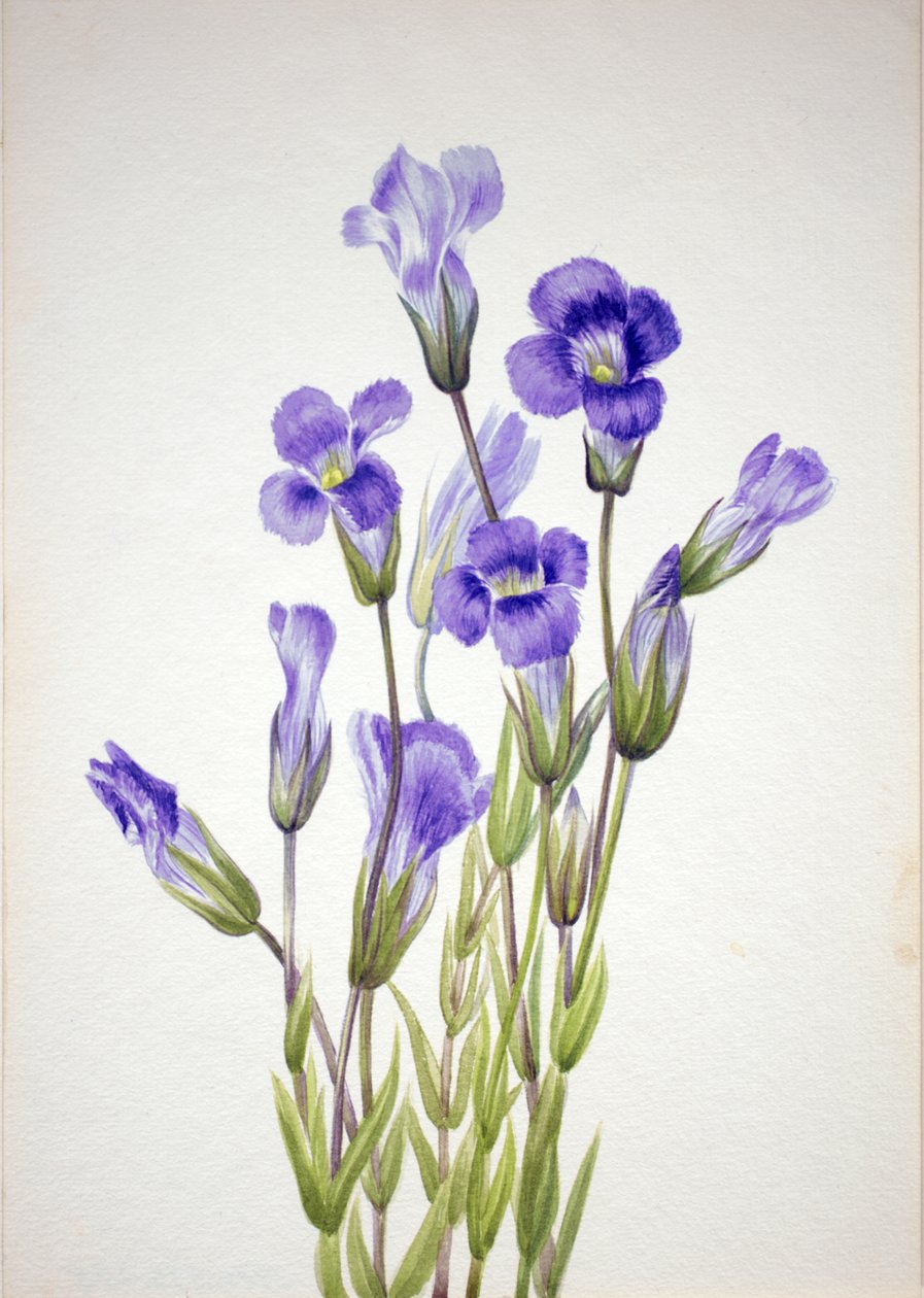 Genciana com franjas Gentiana elegana, 1933. de Mary Vaux Walcott