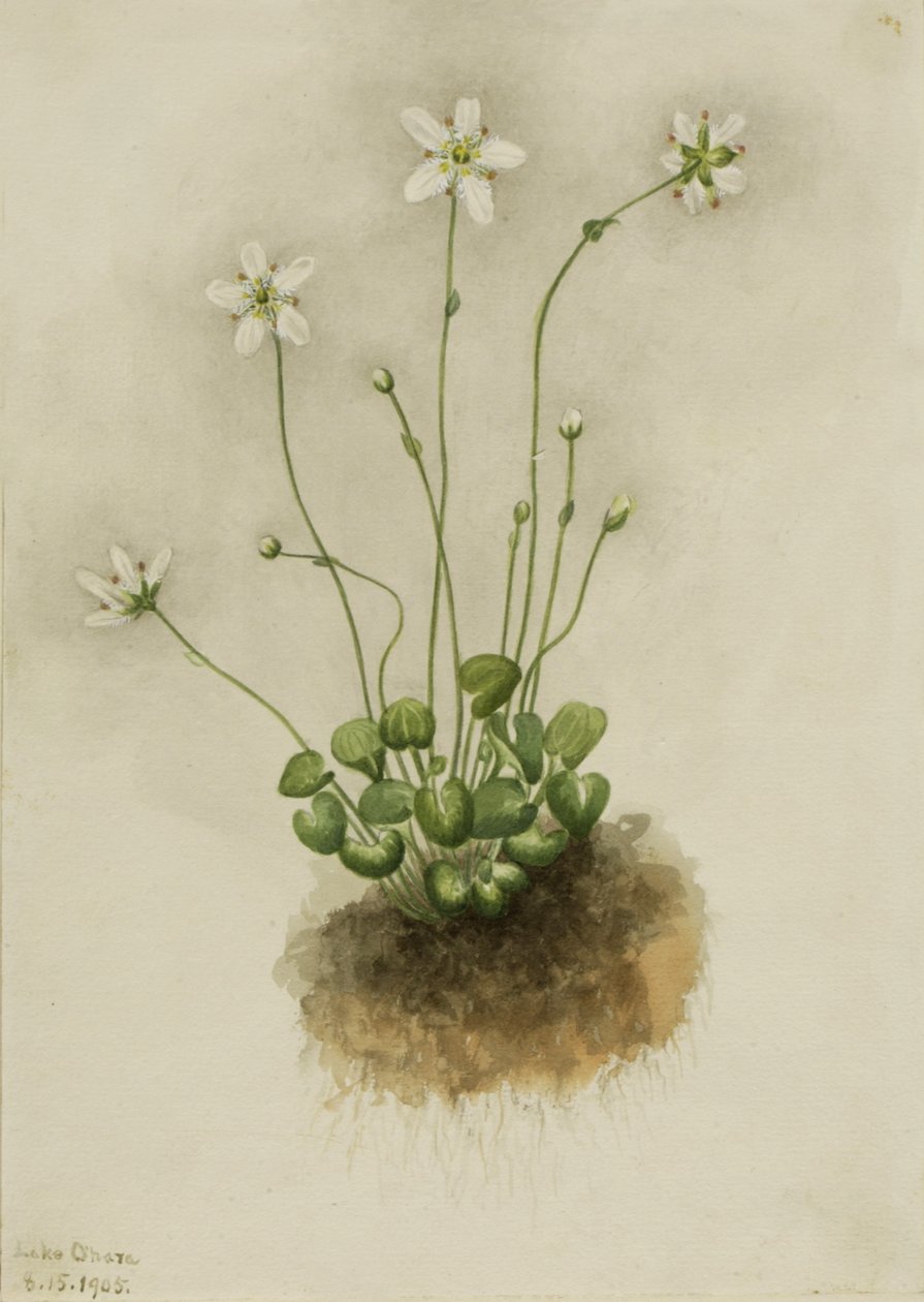 Fringed Parnassia Parnassia fimbriata, 1905. de Mary Vaux Walcott