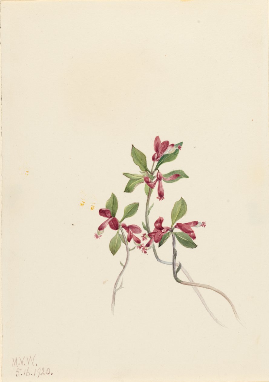 Poligala franjada (Polygala paucifolia) de Mary Vaux Walcott