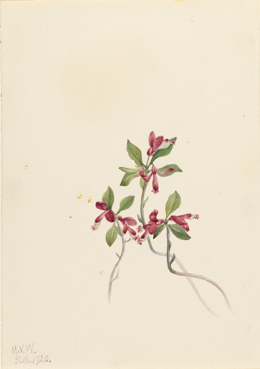 Fringed Polygala Polygala paucifolia, 1920. de Mary Vaux Walcott
