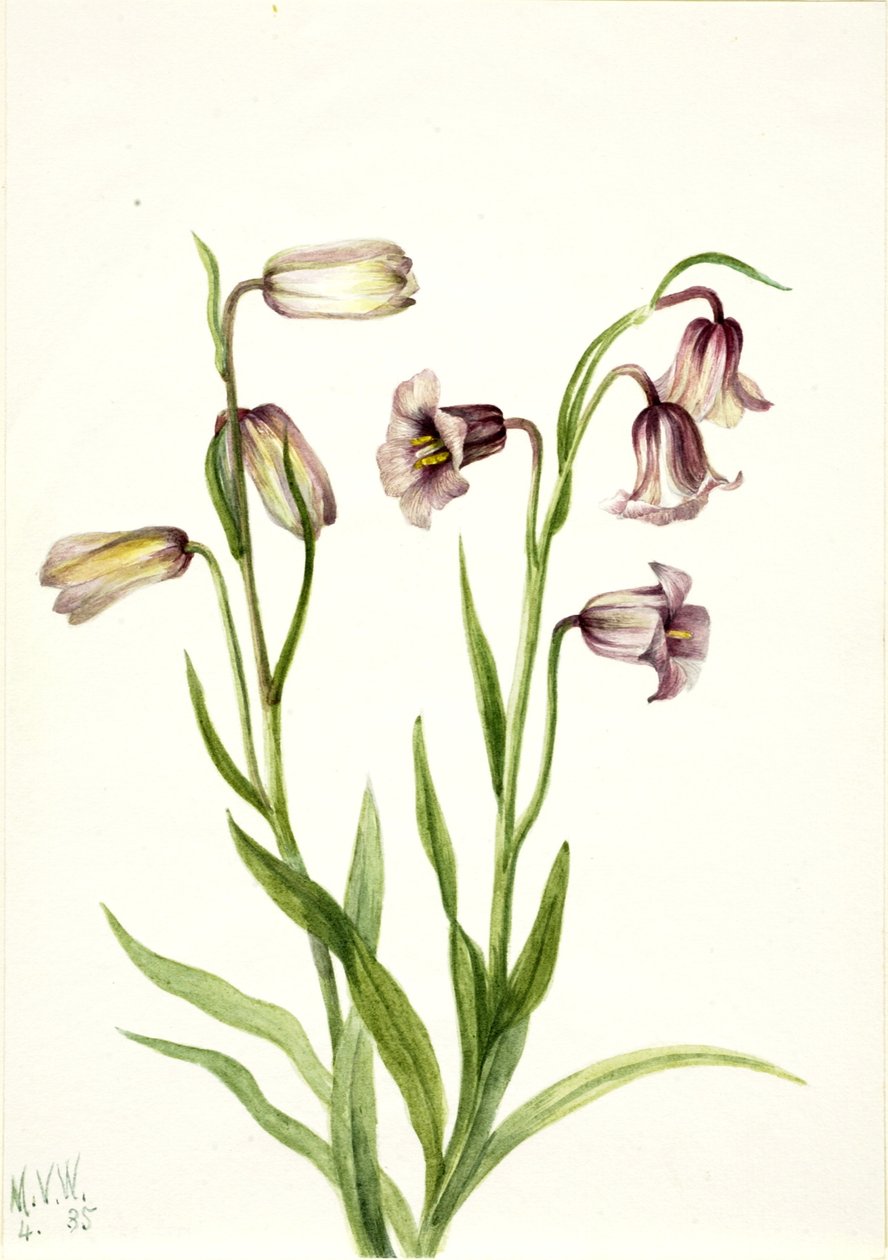 Fritilária (Fritillaria biflora) de Mary Vaux Walcott