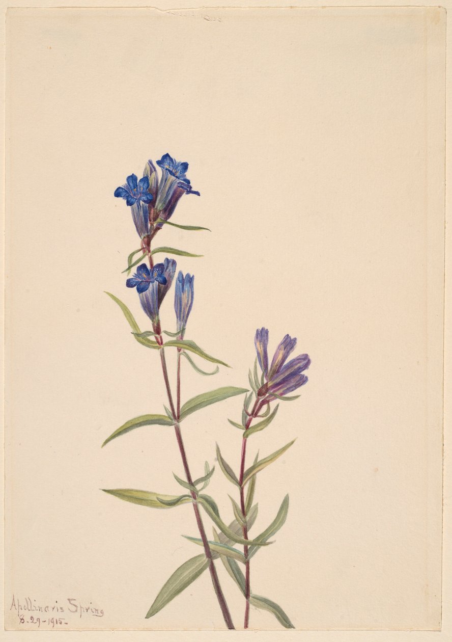 Genciana (Gentiana affinis) de Mary Vaux Walcott