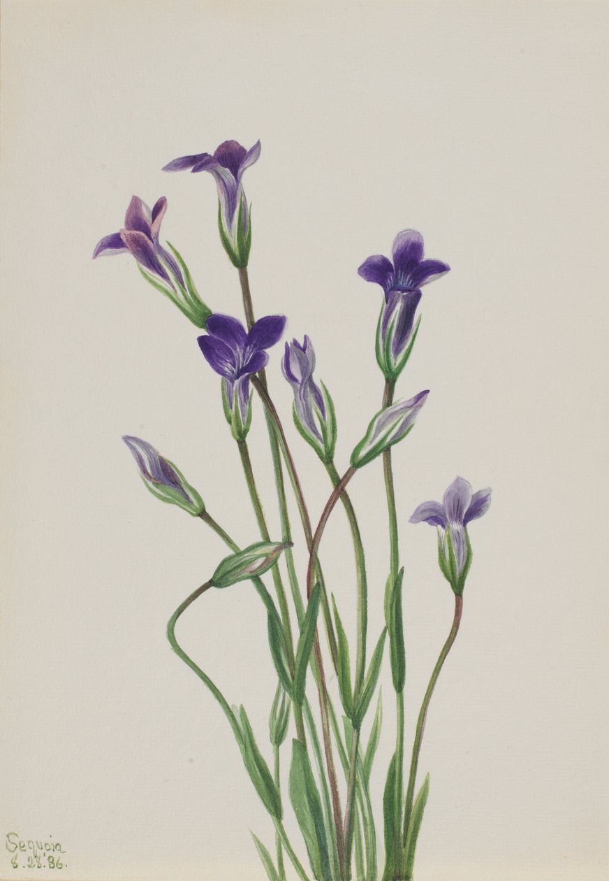 Genciana (Gentiana holopetala) de Mary Vaux Walcott