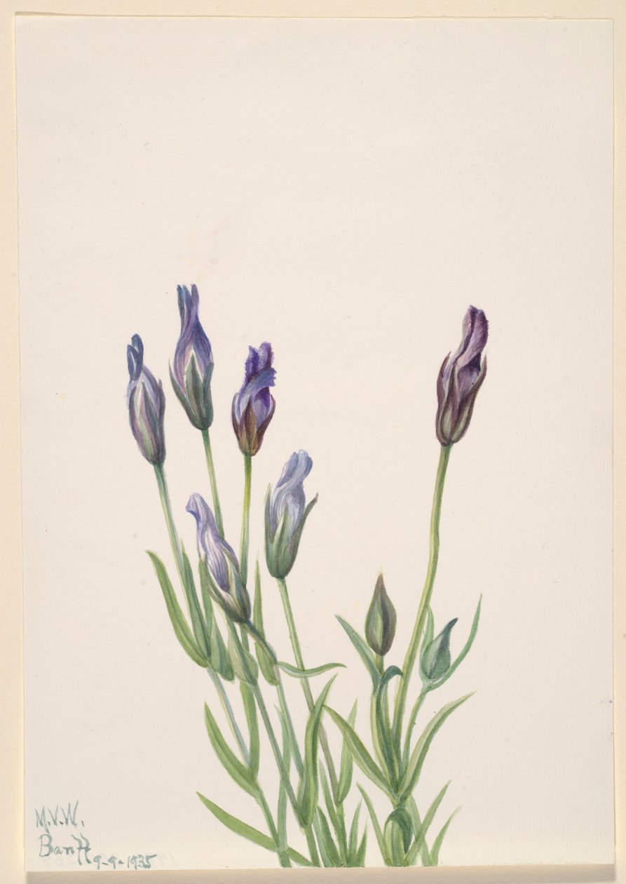 Genciana (Gentiana macounii) de Mary Vaux Walcott