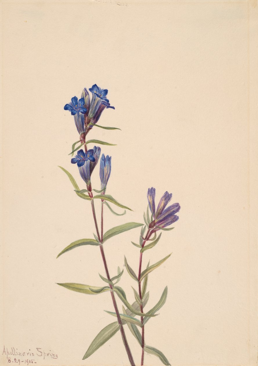 Genciana Gentiana affinis, 1915 de Mary Vaux Walcott