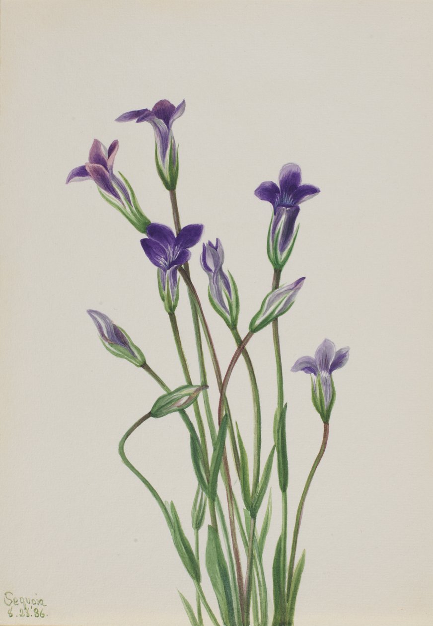 Genciana Gentiana holopetala, 1936. de Mary Vaux Walcott