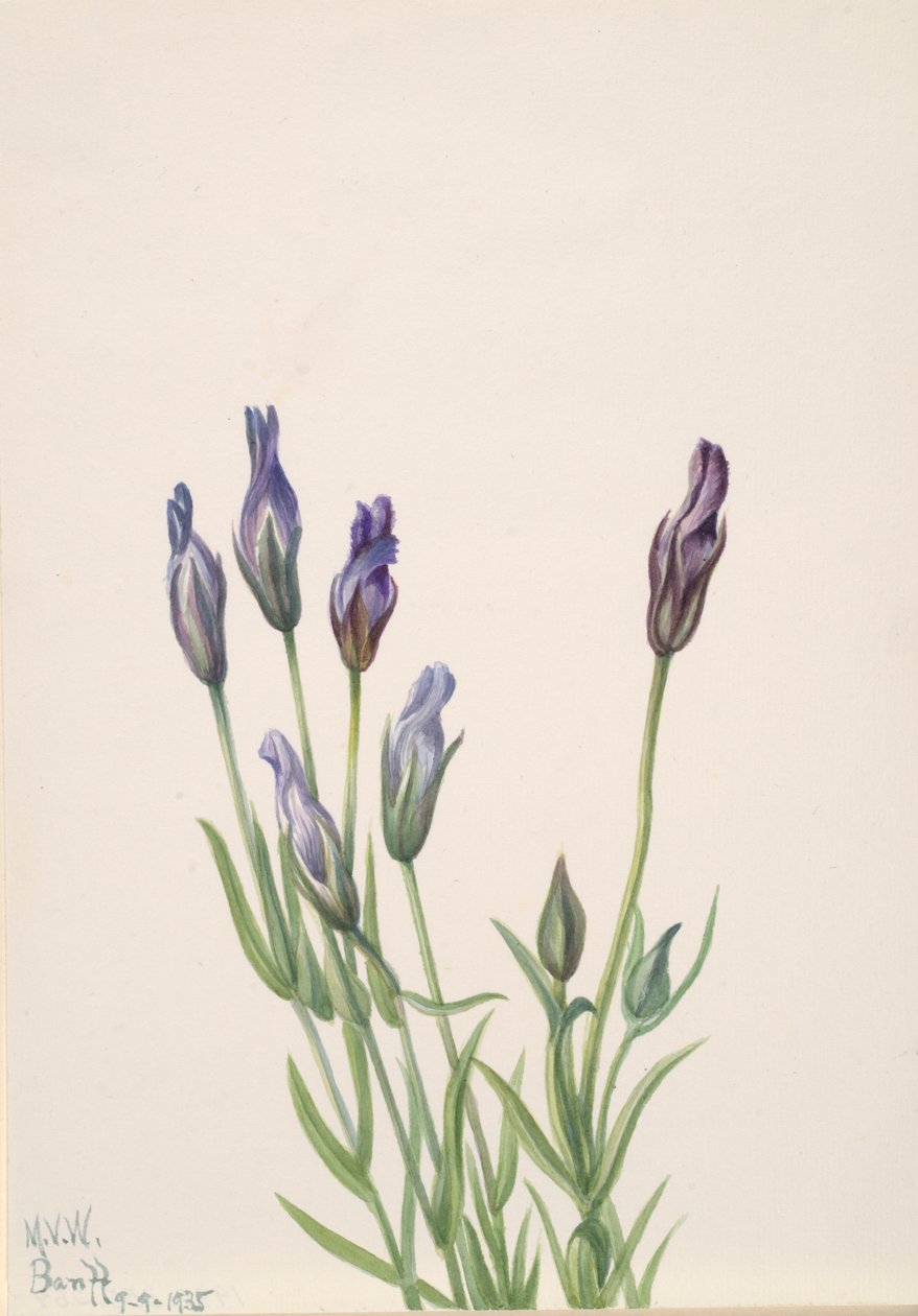 Gentian Gentiana macounii, 1935. de Mary Vaux Walcott