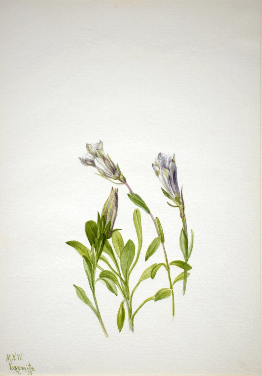 Gentian Gentiana Newberri, 1938. de Mary Vaux Walcott