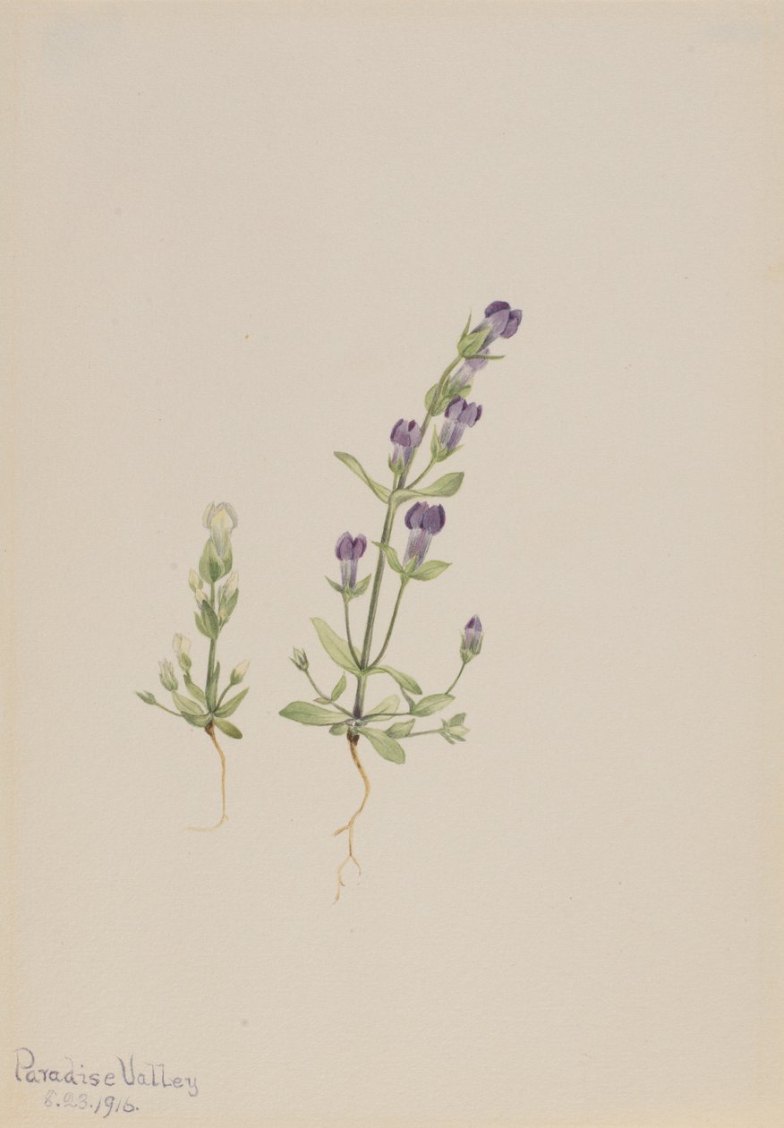 Gentiana propingua de Mary Vaux Walcott