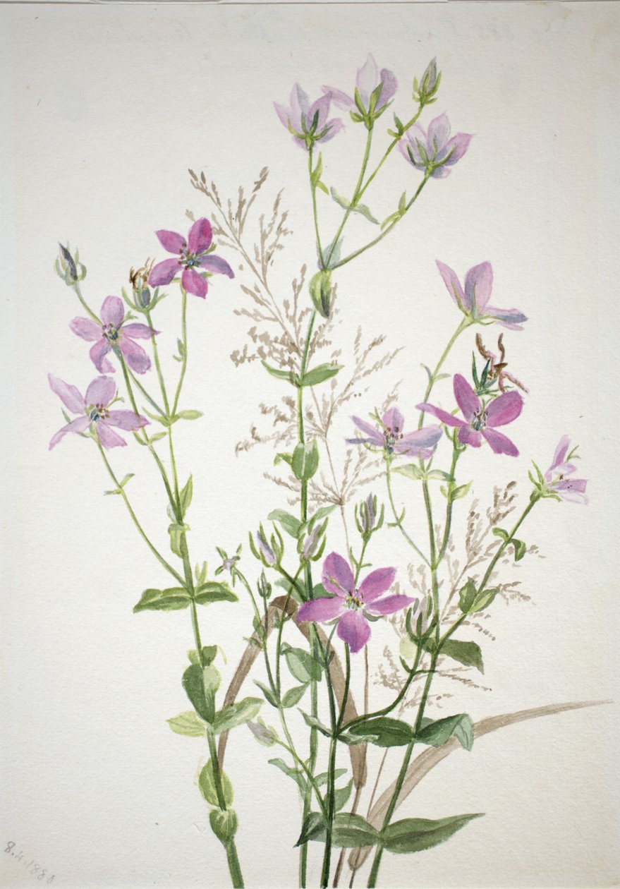 Gencianácea sabbalia angularis de Mary Vaux Walcott