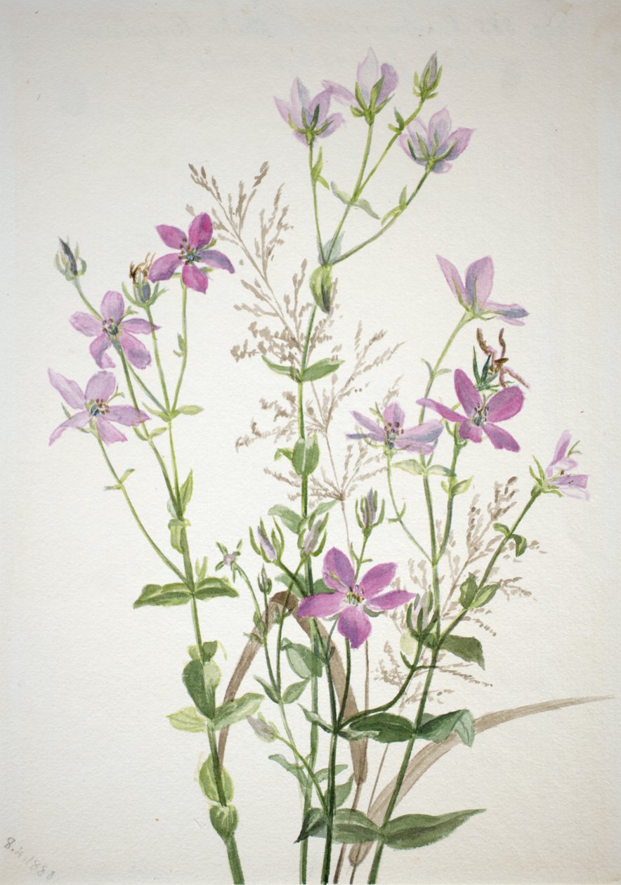 Gentianacease sabbalia angularis, 1880. de Mary Vaux Walcott