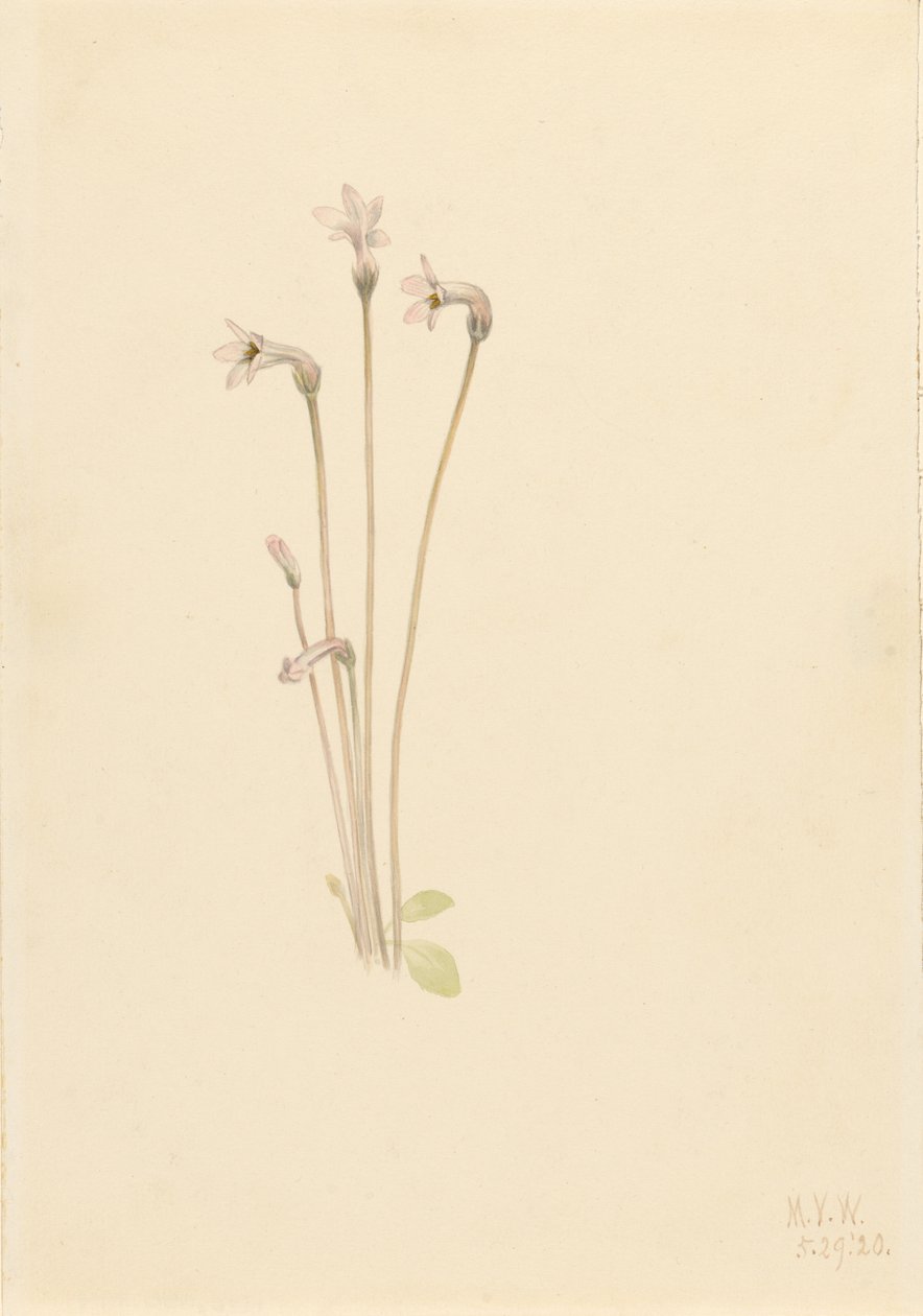 Cachimbo-fantasma (Thalesia uniflora) de Mary Vaux Walcott
