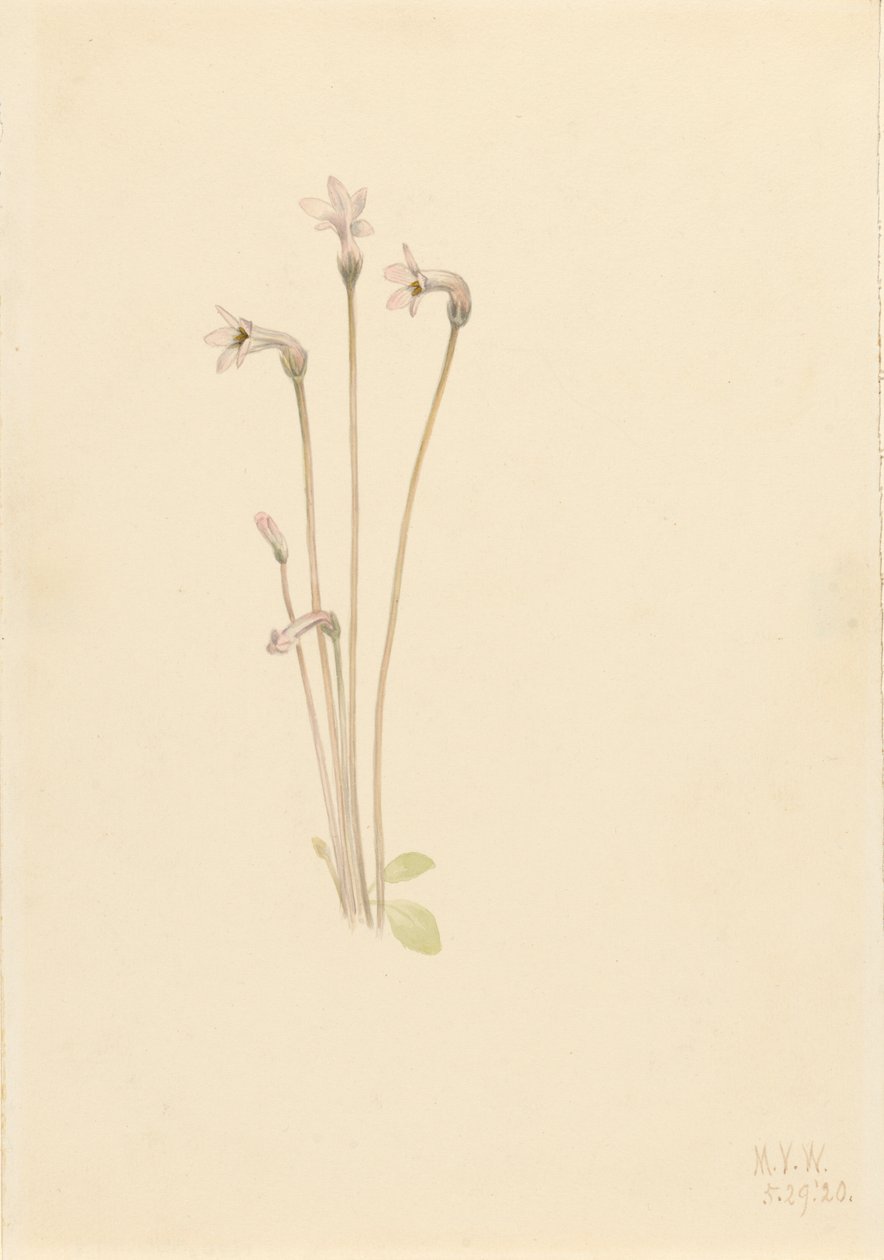 Ghostpipe Thalesia uniflora, 1920. de Mary Vaux Walcott