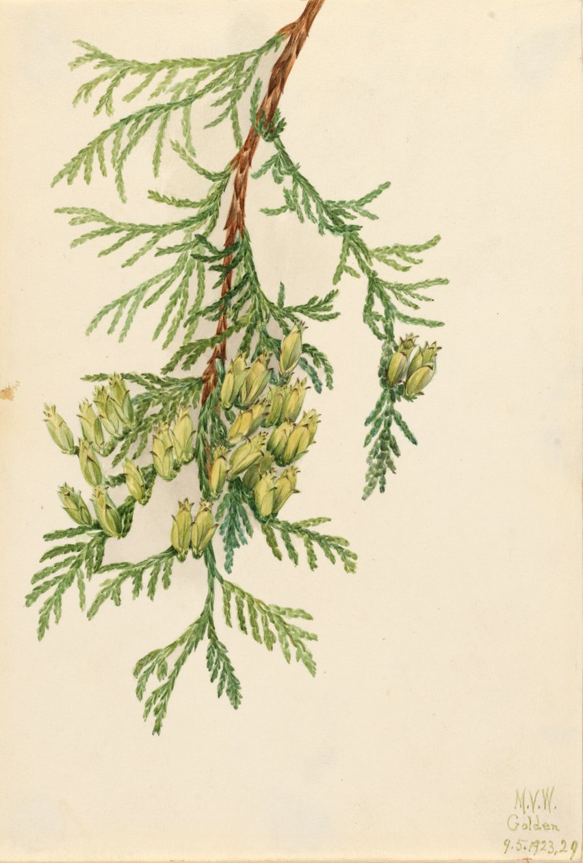 Arborvitae Thuja plicata gigante, 1923. de Mary Vaux Walcott