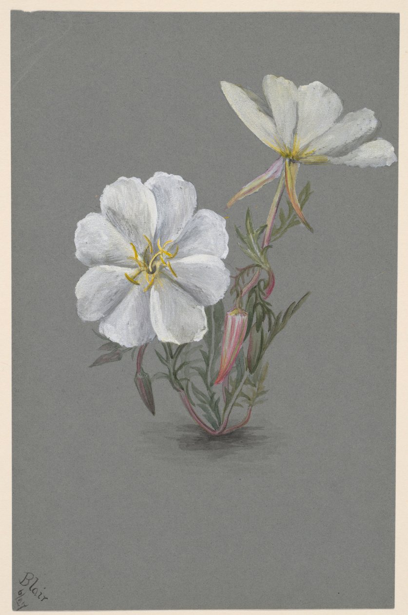 Heléboros gigantes (Epipactia gigantea) de Mary Vaux Walcott