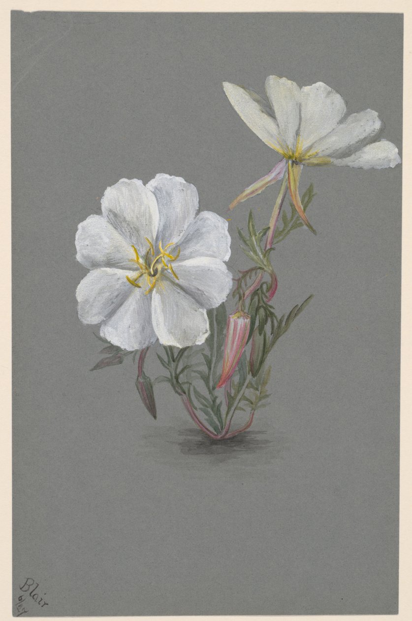 Epipactia gigante Helleborine Epipactia gigantea, ca. 1880. de Mary Vaux Walcott