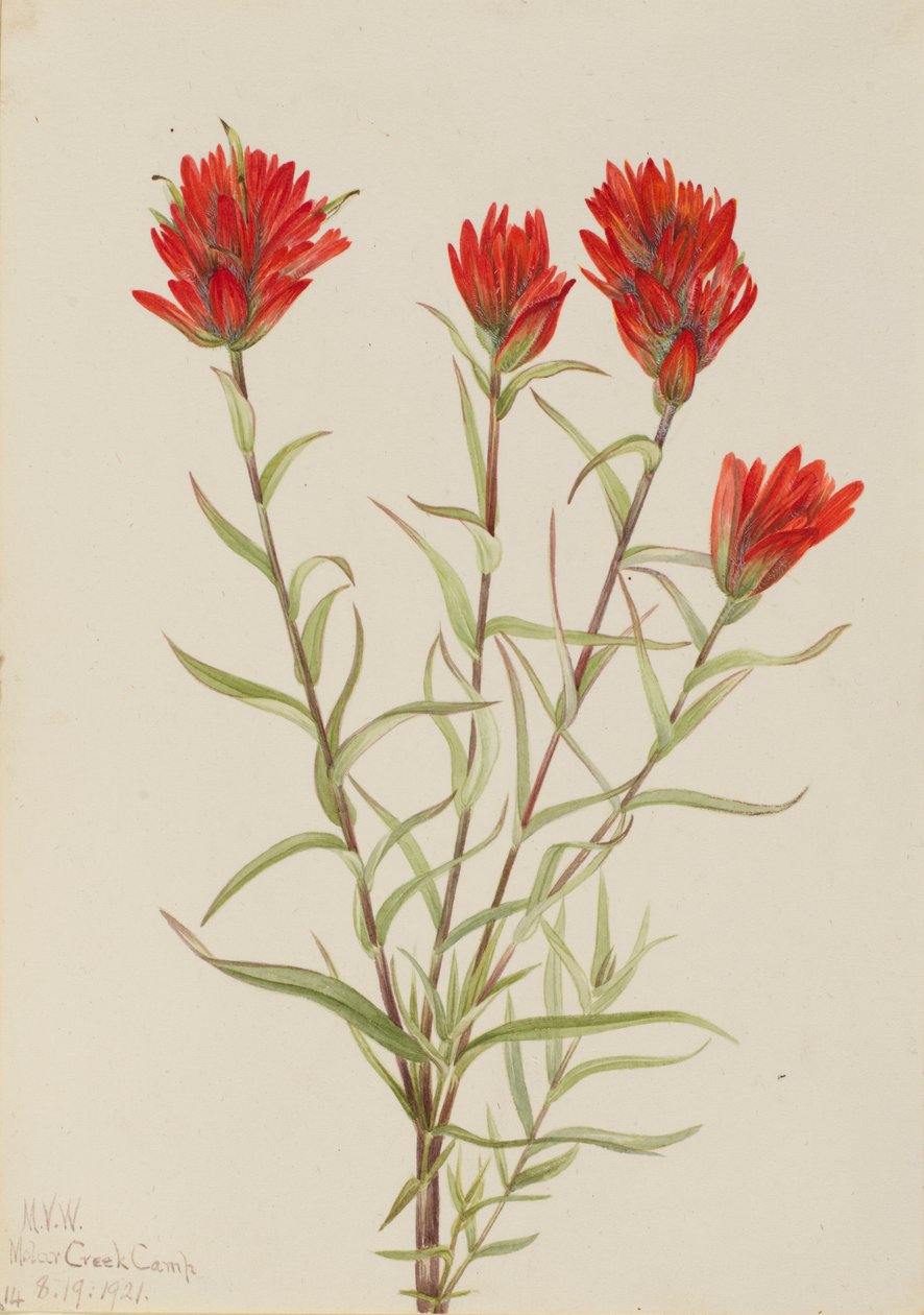 Pincel vermelho gigante (Castilleja miniata) de Mary Vaux Walcott