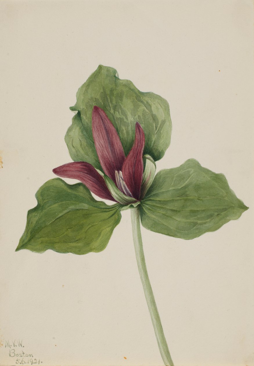 Trillium gigante (Trillium chloropetalum) de Mary Vaux Walcott