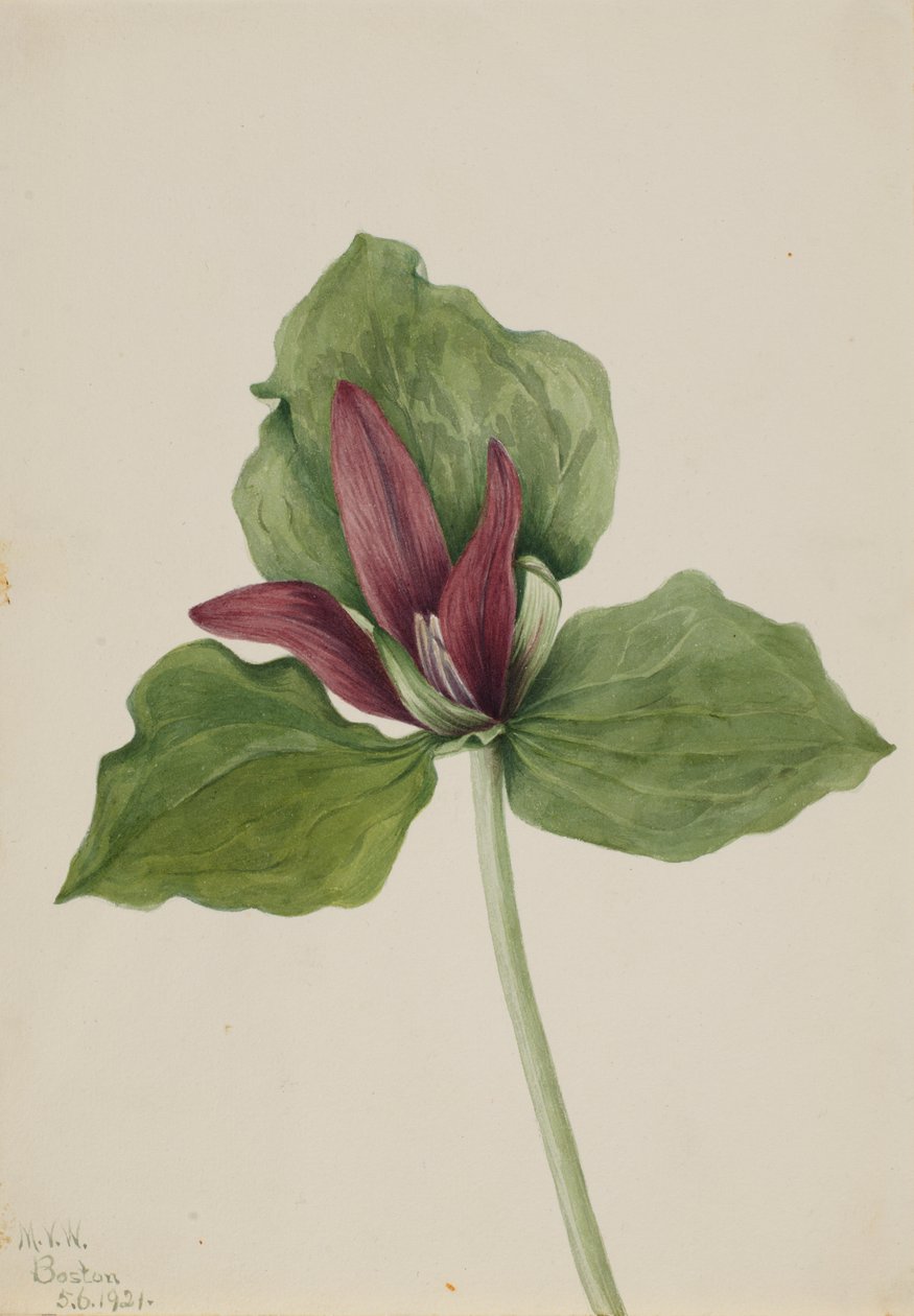 Gigante Trillium Trillium chloropetalum, 1921. de Mary Vaux Walcott