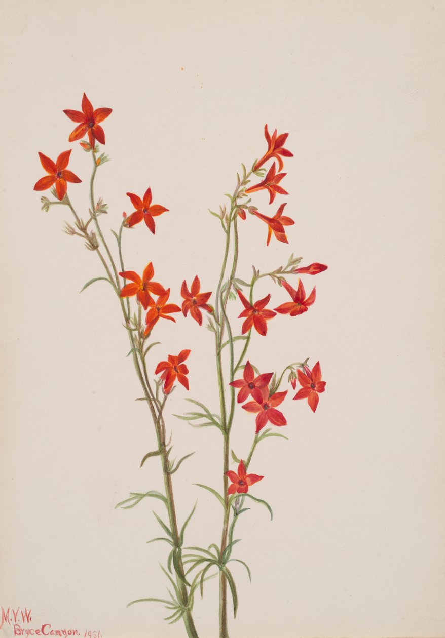 Gilia arizonica, 1931. de Mary Vaux Walcott