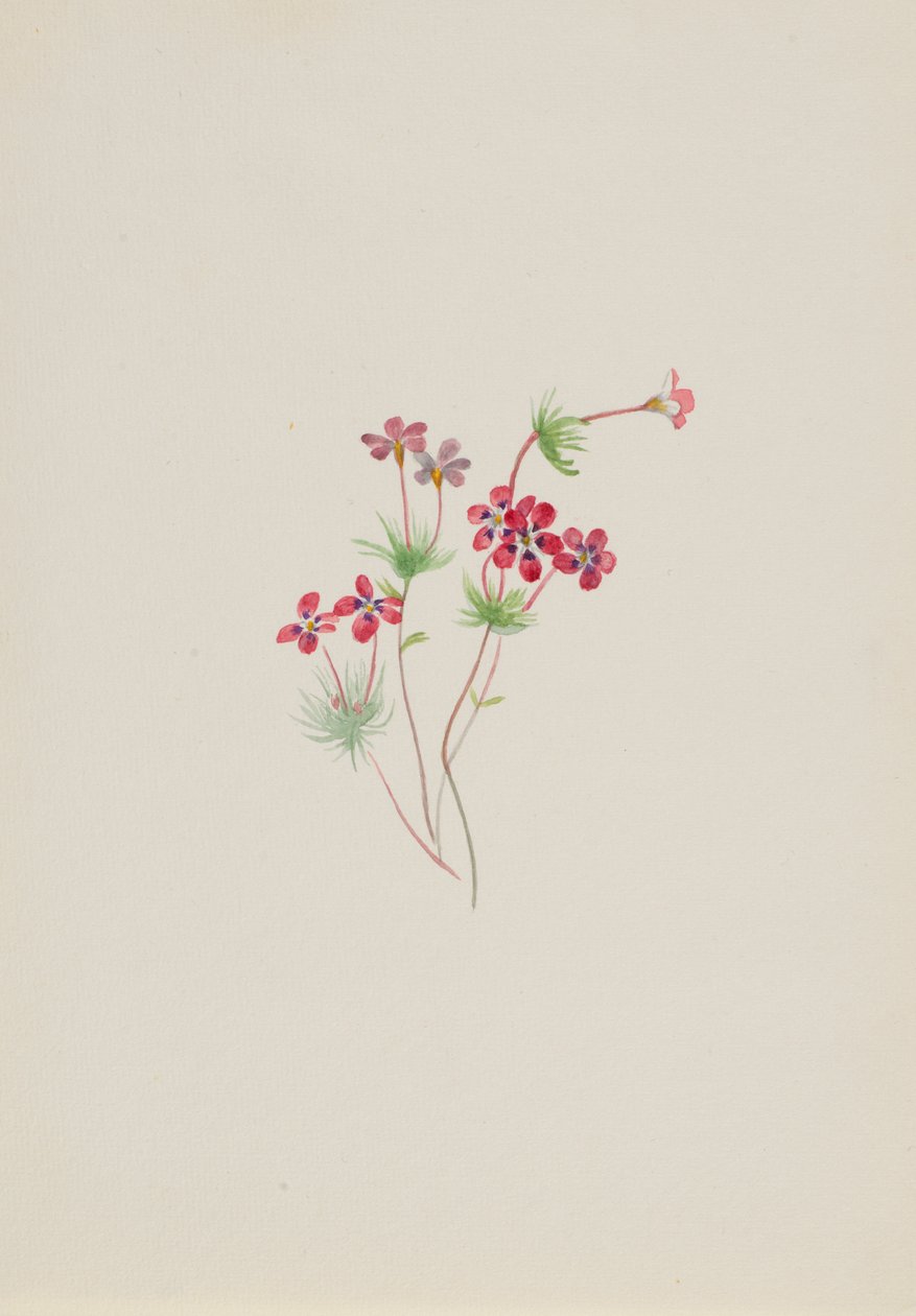 Gilia linanthus parviflorus de Mary Vaux Walcott