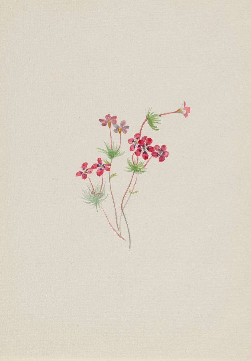 Gilia linanthus parviflorus, ca. 1900-1930. de Mary Vaux Walcott