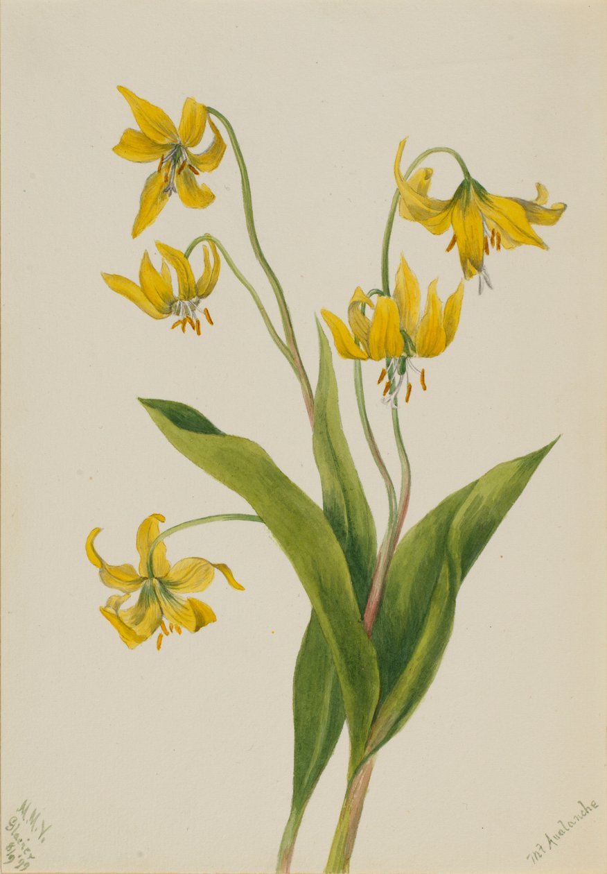 Glaciar (Erythronium grandiflorum) de Mary Vaux Walcott