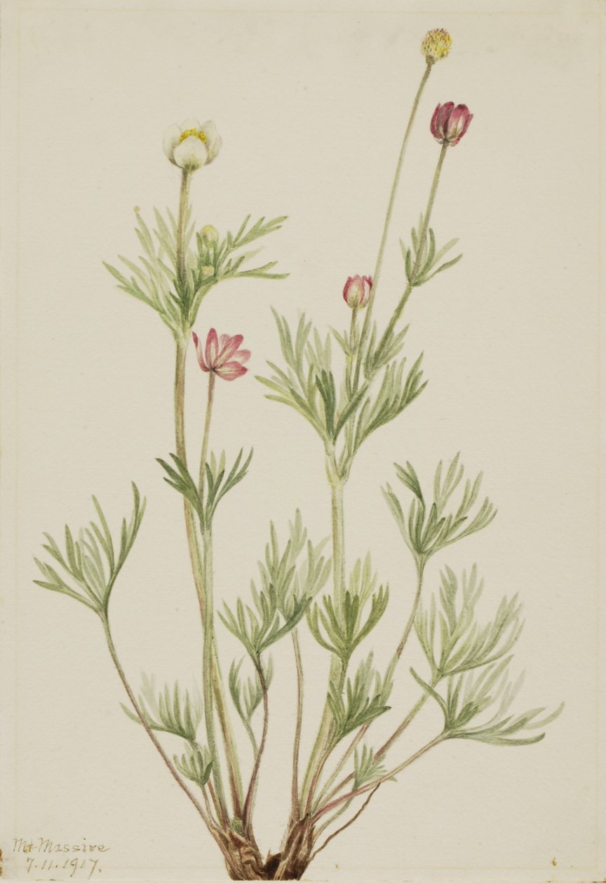 Anémona globosa (Anemone globosa) de Mary Vaux Walcott