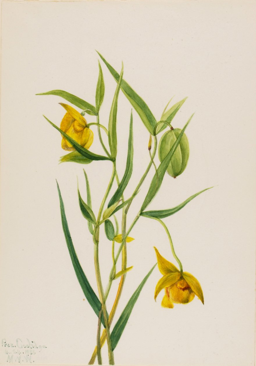 Lanterna da Fada Dourada Calochortus amabilis, 1936. de Mary Vaux Walcott