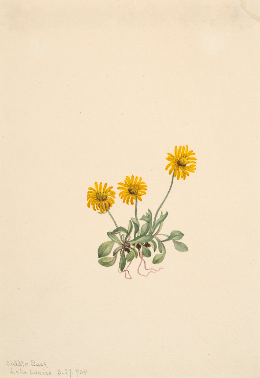Golden Fleabane Erigeron aureus, 1904. de Mary Vaux Walcott