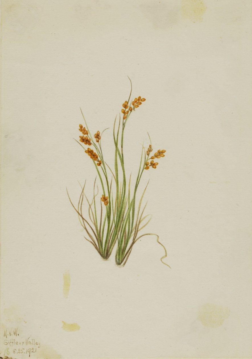 Junco dourado (Carex aurea) de Mary Vaux Walcott