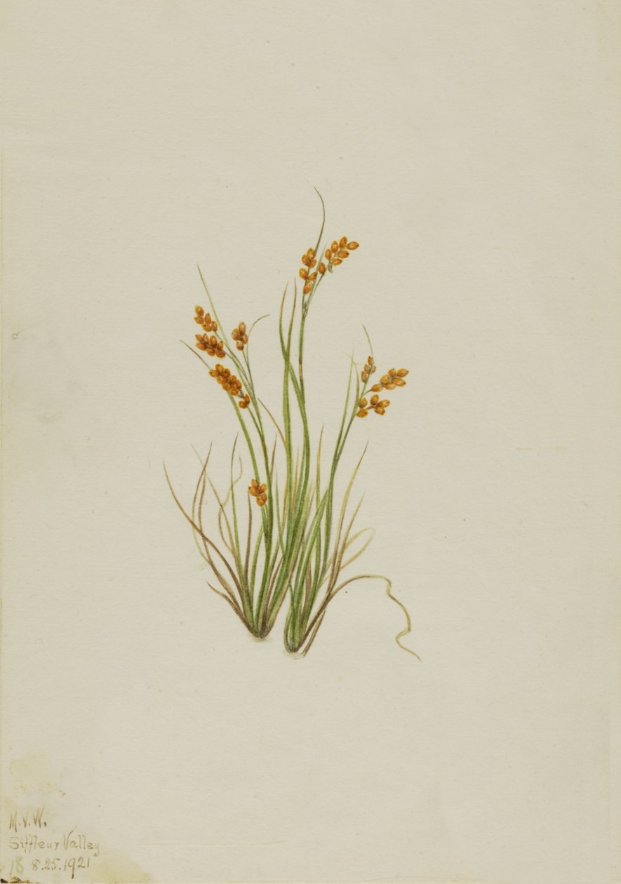Golden Sedge Carex aurea, 1921. de Mary Vaux Walcott