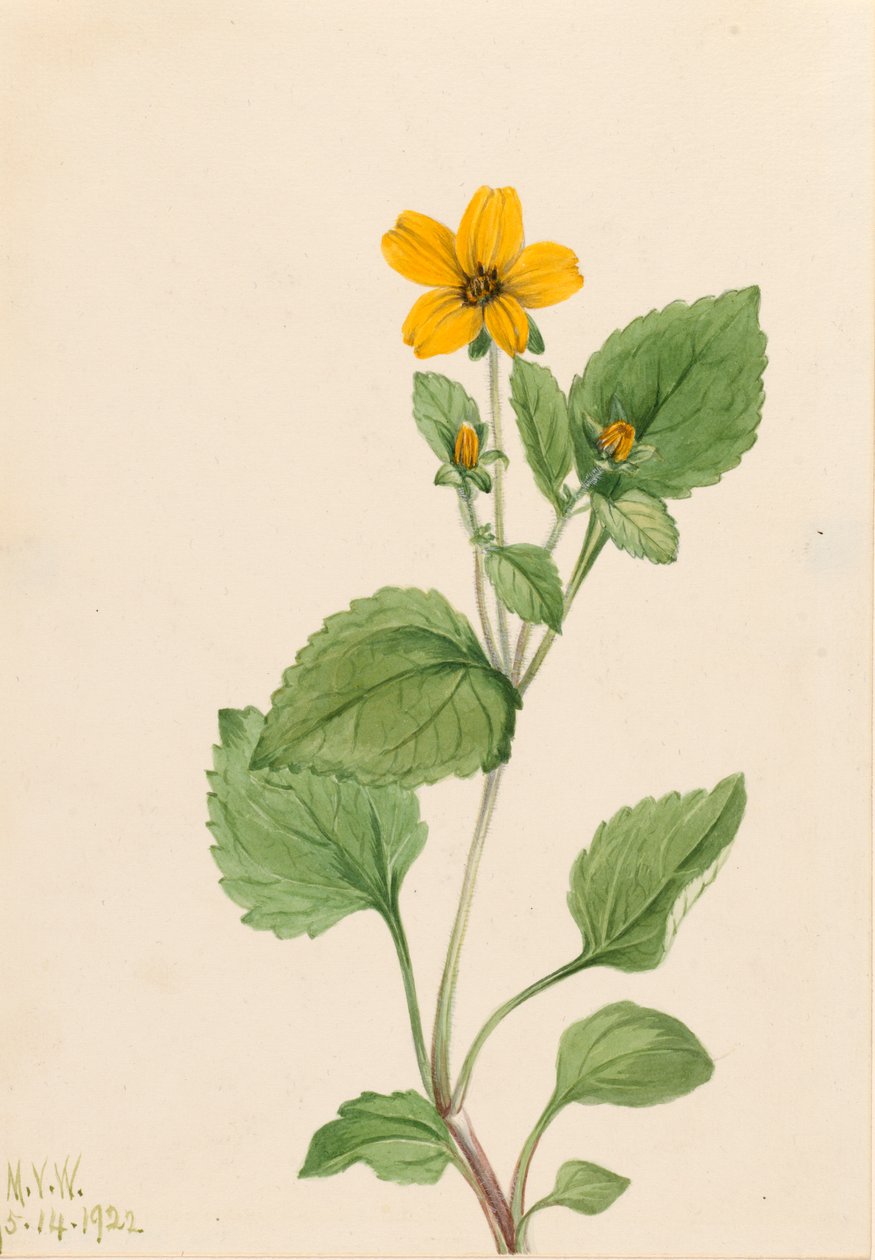 Golden Star Chrysogonum virginianum, 1922. de Mary Vaux Walcott