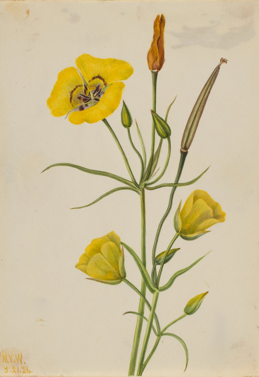 Mariposa dourada (Calochortus claratus) de Mary Vaux Walcott
